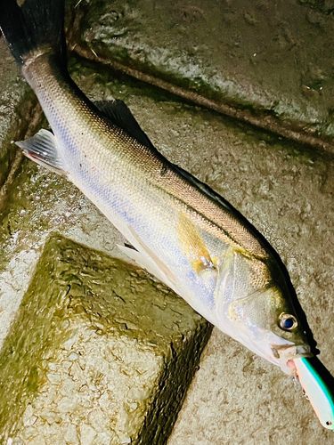 フッコ（マルスズキ）の釣果