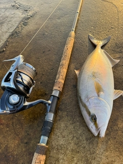 ショゴの釣果