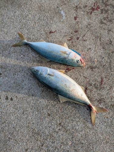 吉浜湾