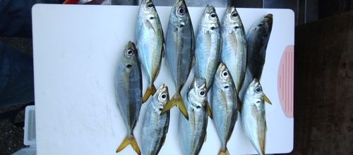 アジの釣果
