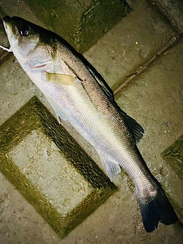 フッコ（マルスズキ）の釣果
