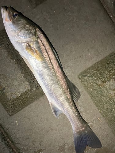 フッコ（マルスズキ）の釣果
