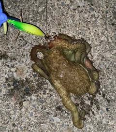 マダコの釣果