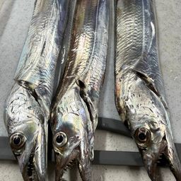 タチウオ