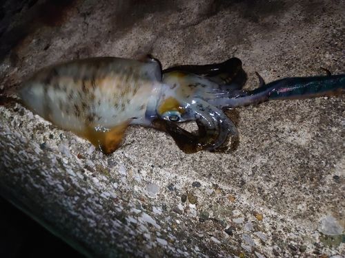 アオリイカの釣果