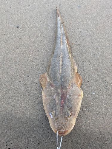 マゴチの釣果