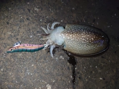シリヤケイカの釣果