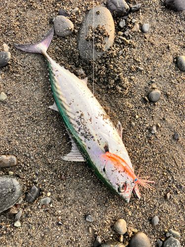 マルソウダの釣果