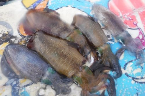 釣果