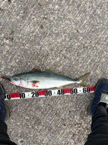 ワラサの釣果