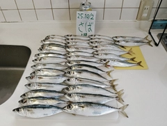 サバの釣果