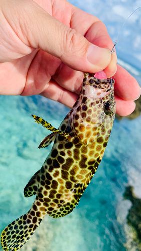 カンモンハタの釣果