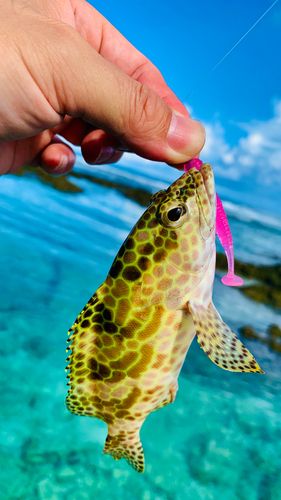 カンモンハタの釣果
