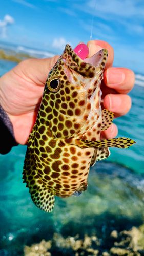 カンモンハタの釣果