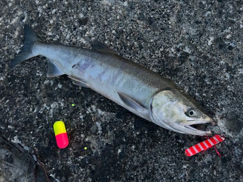 サケの釣果