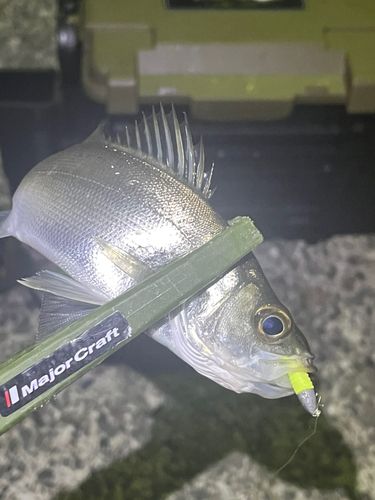 セイゴ（マルスズキ）の釣果