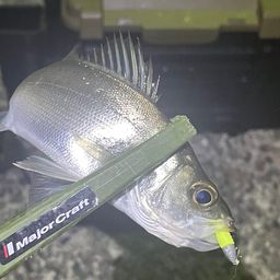 セイゴ（マルスズキ）