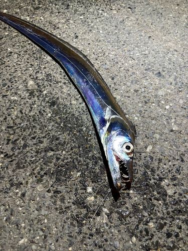 タチウオの釣果