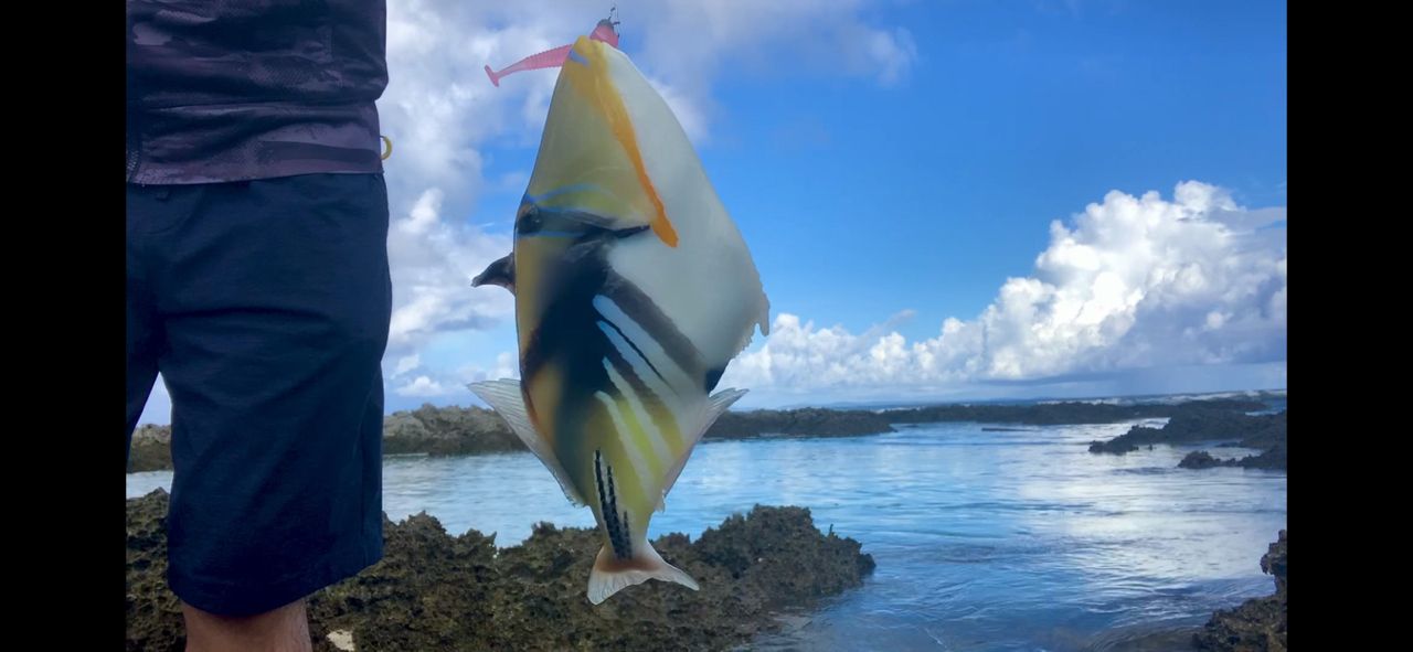 ムラサメモンガラ