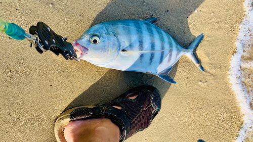 ギンガメアジの釣果