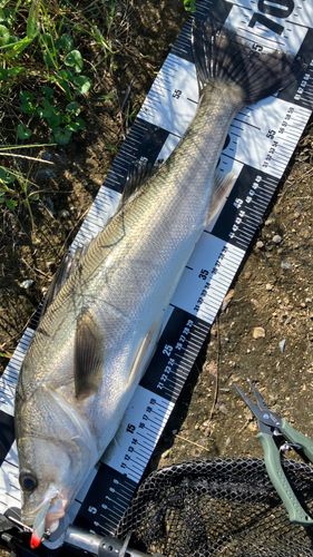 スズキの釣果