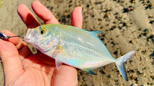 カスミアジの釣果