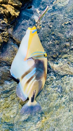 ムラサメモンガラの釣果