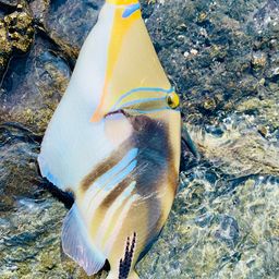 ムラサメモンガラ