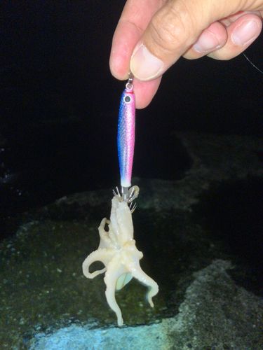 今沢海岸