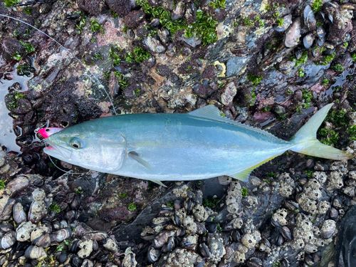 ヤズの釣果