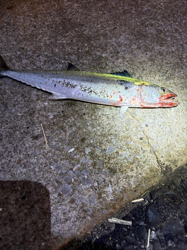 サゴシの釣果