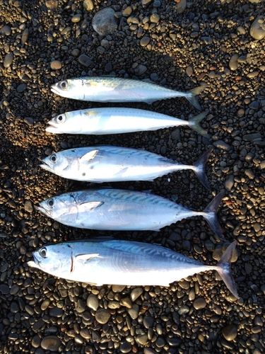 スマガツオの釣果
