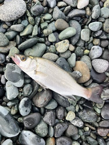 セイゴ（ヒラスズキ）の釣果