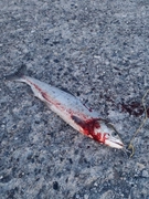 アキアジの釣果