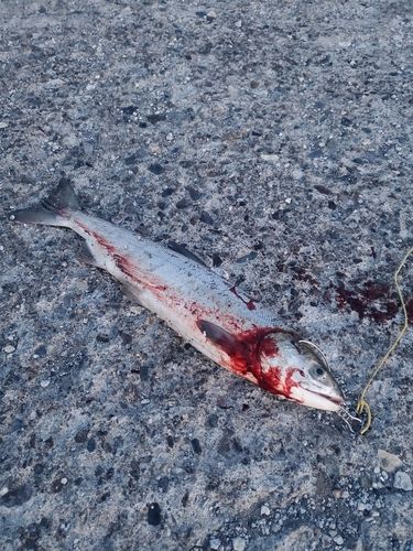 アキアジの釣果