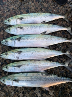 サゴシの釣果