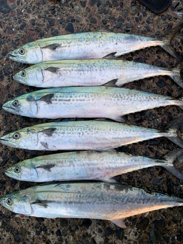 サゴシの釣果
