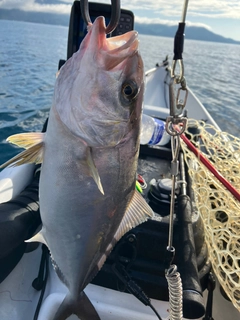 ショゴの釣果