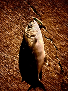 ギンガメアジの釣果