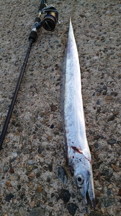 タチウオの釣果