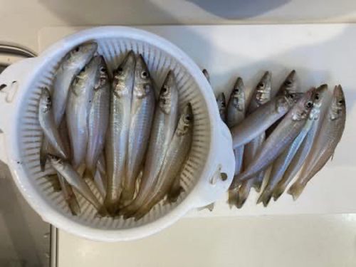キスの釣果