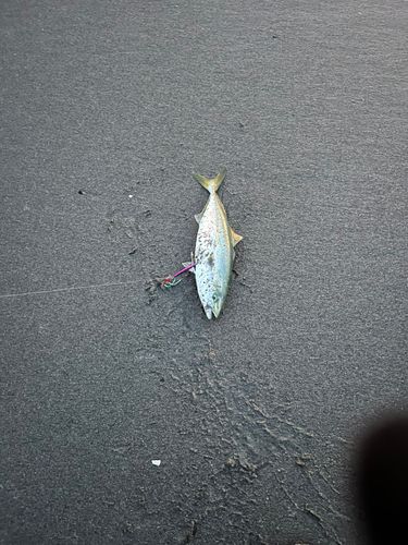 イナダの釣果