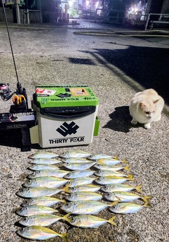 アジの釣果