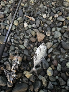 ギンガメアジの釣果