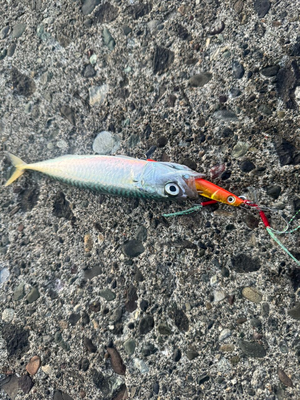 マナマコ