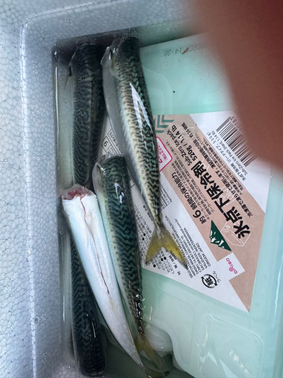 マナマコ