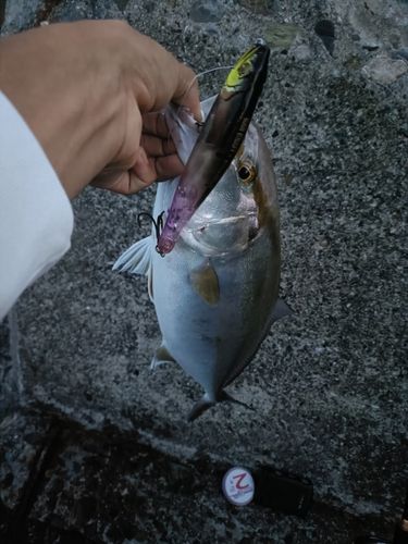 シオの釣果