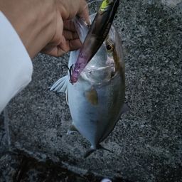 シオ
