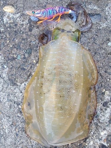 アオリイカの釣果