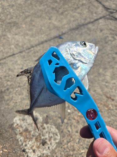 メッキの釣果